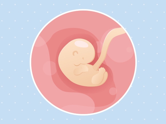 6ème Semaine De Grossesse 8 Sa Nestlé Bébé 